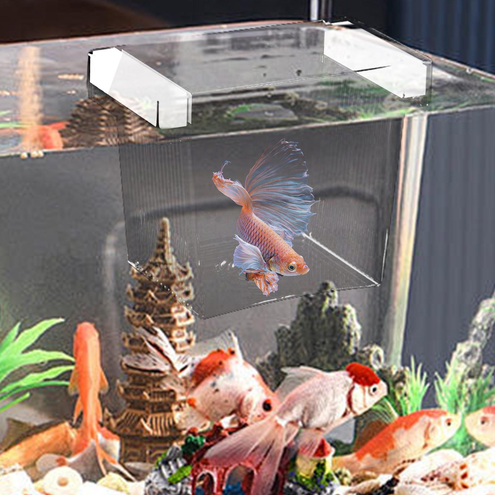 Fish Breeder Box Floating Aqua - огляд і ціна Aquarium Fish Betta